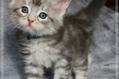 Snow-Taiga-Liebeshof-blue-silver-classic-tabby-white-7-Wochen-alt.-www.sibirische-katzen-hamburg.de_