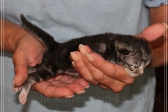 Snow-Taiga-Liebeshof-blue-silver-classic-tabby-white-8-Tage-alt.-www.sibirische-katzen-hamburg.de-I