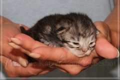 Snow-Taiga-Liebeshof-blue-silver-classic-tabby-white-8-Tage-alt.-www.sibirische-katzen-hamburg.de-II
