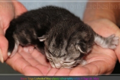 Snow-Taiga-Liebeshof-blue-silver-classic-tabby-white-8-Tage-alt.-www.sibirische-katzen-hamburg.de-III