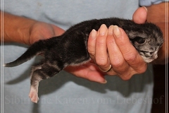 Snow-Taiga-Liebeshof-blue-silver-classic-tabby-white-8-Tage-alt.-www.sibirische-katzen-hamburg.de_