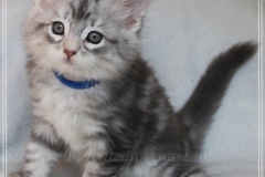 Snow-Taiga-Liebeshof-blue-silver-classic-tabby-white-8-Wochen-alt.-www.sibirische-katzen-hamburg.de-I