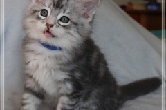 Snow-Taiga-Liebeshof-blue-silver-classic-tabby-white-8-Wochen-alt.-www.sibirische-katzen-hamburg.de-II