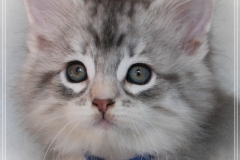 Snow-Taiga-Liebeshof-blue-silver-classic-tabby-white-8-Wochen-alt.-www.sibirische-katzen-hamburg.de-Portrait