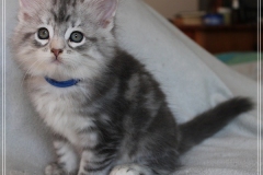 Snow-Taiga-Liebeshof-blue-silver-classic-tabby-white-8-Wochen-alt.-www.sibirische-katzen-hamburg.de_