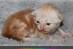 Tornado-Liebeshof-14-Tage-alt.-red-silver-golden-classic-tabby-cameo-golden-siberian-cat-www.sibirische-katzen-hamburg.de-I