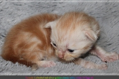 Tornado-Liebeshof-14-Tage-alt.-red-silver-golden-classic-tabby-cameo-golden-siberian-cat-www.sibirische-katzen-hamburg.de-II
