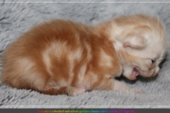 Tornado-Liebeshof-14-Tage-alt.-red-silver-golden-classic-tabby-cameo-golden-siberian-cat-www.sibirische-katzen-hamburg.de-III