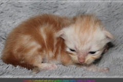 Tornado-Liebeshof-14-Tage-alt.-red-silver-golden-classic-tabby-cameo-golden-siberian-cat-www.sibirische-katzen-hamburg.de_