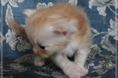 Tornado-Liebeshof-3-Wochen-alt.-red-silver-golden-classic-tabby-cameo-golden-siberian-cat-www.sibirische-katzen-hamburg.de-I