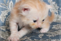Tornado-Liebeshof-3-Wochen-alt.-red-silver-golden-classic-tabby-cameo-golden-siberian-cat-www.sibirische-katzen-hamburg.de-II