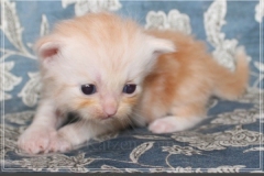 Tornado-Liebeshof-3-Wochen-alt.-red-silver-golden-classic-tabby-cameo-golden-siberian-cat-www.sibirische-katzen-hamburg.de-III