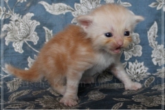 Tornado-Liebeshof-3-Wochen-alt.-red-silver-golden-classic-tabby-cameo-golden-siberian-cat-www.sibirische-katzen-hamburg.de-IV