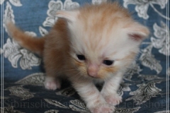 Tornado-Liebeshof-3-Wochen-alt.-red-silver-golden-classic-tabby-cameo-golden-siberian-cat-www.sibirische-katzen-hamburg.de_
