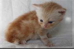 Tornado-Liebeshof-4-Wochen-alt.-red-silver-golden-classic-tabby-cameo-golden-siberian-cat-www.sibirische-katzen-hamburg.de-I