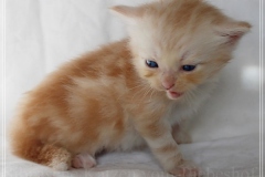 Tornado-Liebeshof-4-Wochen-alt.-red-silver-golden-classic-tabby-cameo-golden-siberian-cat-www.sibirische-katzen-hamburg.de-II