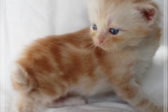 Tornado-Liebeshof-4-Wochen-alt.-red-silver-golden-classic-tabby-cameo-golden-siberian-cat-www.sibirische-katzen-hamburg.de-III