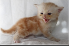 Tornado-Liebeshof-4-Wochen-alt.-red-silver-golden-classic-tabby-cameo-golden-siberian-cat-www.sibirische-katzen-hamburg.de-IV