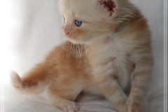 Tornado-Liebeshof-4-Wochen-alt.-red-silver-golden-classic-tabby-cameo-golden-siberian-cat-www.sibirische-katzen-hamburg.de-V