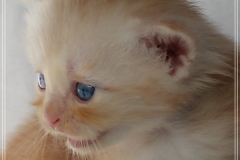 Tornado-Liebeshof-4-Wochen-alt.-red-silver-golden-classic-tabby-cameo-golden-siberian-cat-www.sibirische-katzen-hamburg.de-VI