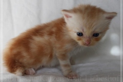 Tornado-Liebeshof-4-Wochen-alt.-red-silver-golden-classic-tabby-cameo-golden-siberian-cat-www.sibirische-katzen-hamburg.de_