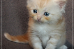 Tornado-Liebeshof-5-Wochen-alt.-red-silver-golden-classic-tabby-cameo-golden-siberian-cat-www.sibirische-katzen-hamburg.de-I