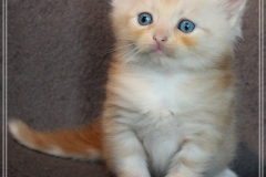 Tornado-Liebeshof-5-Wochen-alt.-red-silver-golden-classic-tabby-cameo-golden-siberian-cat-www.sibirische-katzen-hamburg.de-II