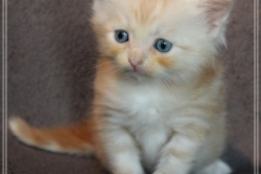 Tornado-Liebeshof-5-Wochen-alt.-red-silver-golden-classic-tabby-cameo-golden-siberian-cat-www.sibirische-katzen-hamburg.de_