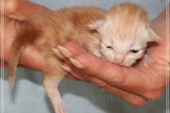 Tornado-Liebeshof-7-Tage-alt.-red-silver-golden-classic-tabby-white-cameo-golden-siberian-cat-www.sibirische-katzen-hamburg.de-I-1