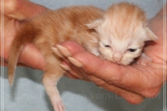 Tornado-Liebeshof-7-Tage-alt.-red-silver-golden-classic-tabby-white-cameo-golden-siberian-cat-www.sibirische-katzen-hamburg.de-I-3