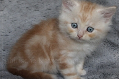 Tornado-Liebeshof-7-Wochen-alt-red-cameo-golden-classic-tabby-DBE-Altai-www.sibirische-katzen-hamburg.de-I