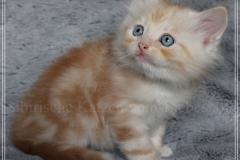 Tornado-Liebeshof-7-Wochen-alt-red-cameo-golden-classic-tabby-DBE-Altai-www.sibirische-katzen-hamburg.de-II