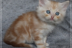 Tornado-Liebeshof-7-Wochen-alt-red-cameo-golden-classic-tabby-DBE-Altai-www.sibirische-katzen-hamburg.de-III