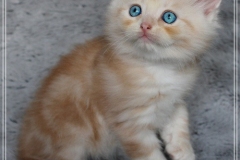 Tornado-Liebeshof-7-Wochen-alt-red-cameo-golden-classic-tabby-DBE-Altai-www.sibirische-katzen-hamburg.de_