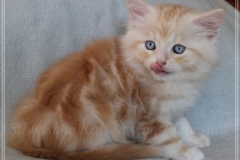 Tornado-Liebeshof-8-Wochen-alt.-red-silver-golden-classic-tabby-cameo-golden-siberian-cat-www.sibirische-katzen-hamburg.de-I