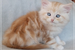 Tornado-Liebeshof-8-Wochen-alt.-red-silver-golden-classic-tabby-cameo-golden-siberian-cat-www.sibirische-katzen-hamburg.de-II