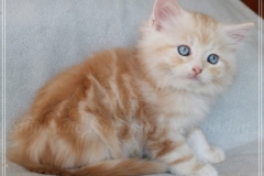 Tornado-Liebeshof-8-Wochen-alt.-red-silver-golden-classic-tabby-cameo-golden-siberian-cat-www.sibirische-katzen-hamburg.de-III
