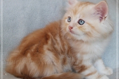 Tornado-Liebeshof-8-Wochen-alt.-red-silver-golden-classic-tabby-cameo-golden-siberian-cat-www.sibirische-katzen-hamburg.de-V