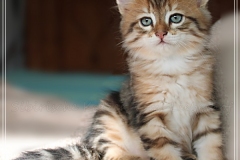Willi-Liebeshof-Sibirischer-Kater-in-black-golden-classic-tabby-8-Wochen-alt.-www.sibirische-katzen-hamburg.de-I