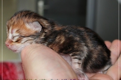 1_Willy-Brandt-Liebeshof-black-golden-classic-tabby-3-Tage-alt.-www.sibirische-katzen-hamburg.de_