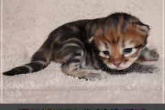 Willy-Brandt-Liebeshof-black-golden-classic-tabby-14-Tage-alt.-www.sibirische-katzen-hamburg.de_