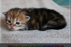 Willy-Brandt-Liebeshof-black-golden-classic-tabby-21-Tage-alt.-Sibirische-Katze