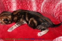 Willy-Brandt-Liebeshof-black-golden-classic-tabby-3-Tage-alt.-www.sibirische-katzen-hamburg.de-III