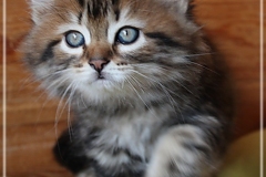 Willy-Brandt-Liebeshof-black-golden-classic-tabby-8-Wochen-alt.-Sibirische-Kater-black-golden-I