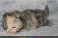 Windy-Liebeshof-14Tage-alt-blue-torbie-white-www.sibirische-katzen-hamburg.de-Dominat-blue-Eyes-I