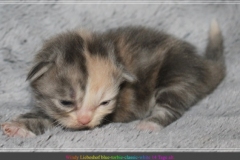 Windy-Liebeshof-14Tage-alt-blue-torbie-white-www.sibirische-katzen-hamburg.de-Dominat-blue-Eyes-II