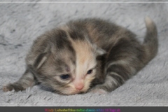 Windy-Liebeshof-14Tage-alt-blue-torbie-white-www.sibirische-katzen-hamburg.de-Dominat-blue-Eyes-III