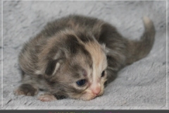 Windy-Liebeshof-14Tage-alt-blue-torbie-white-www.sibirische-katzen-hamburg.de-Dominat-blue-Eyes-IV