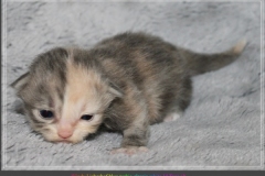 Windy-Liebeshof-14Tage-alt-blue-torbie-white-www.sibirische-katzen-hamburg.de-Dominat-blue-Eyes-V