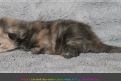 Windy-Liebeshof-14Tage-alt-blue-torbie-white-www.sibirische-katzen-hamburg.de-Dominat-blue-Eyes